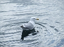 Bird from the Right